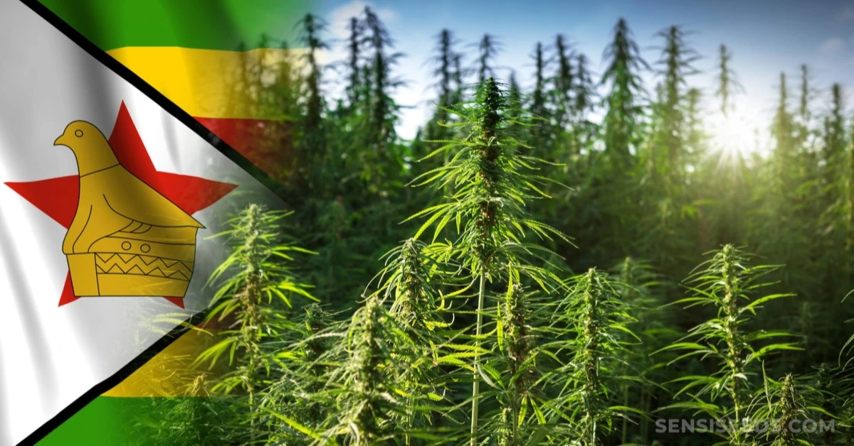 Zimbabwe legalizes cannabis cultivation, eyes billion dollar global industry